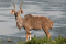 Kudu wielkie